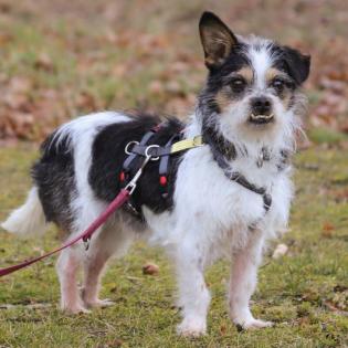 PANDASCH - Yorki-Mix - 5 Jahre - Tierhilfe-Franken e. V.