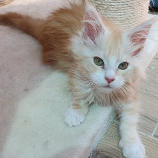 Liebevolle Maine coon mit Stammbaum