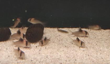 25x Corydoras Burgessi 3 5 - 4 cm Rarität