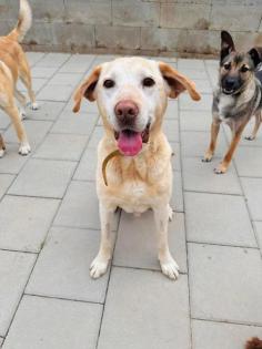 Eugen - lieb aktiv - Labrador-Mischling