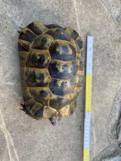 Verkaufe 2 griechische Landschildkröten männlich