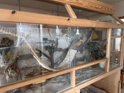 Terrarium mit viel Zubehör und 2 Bartagamen