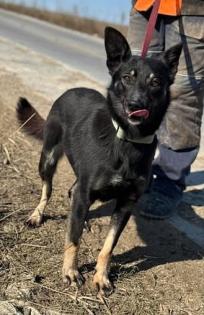 Claudia eignete sich nicht als Wachhund und landete im Shelter