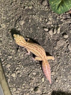 Leopardgeckos 2 Stück