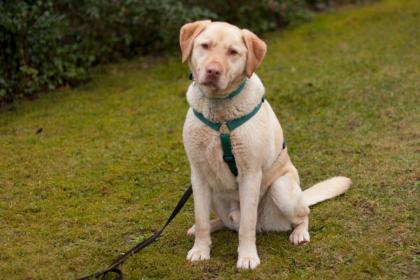 Leonell - Labrador - Notfall - 6Jahre - Tierhilfe-Franken e. V.