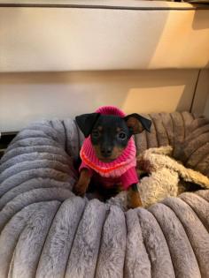 Zwei Zwergpinscher-Rüden suchen ein liebevolles Zuhause