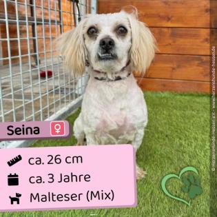 Seina w 3 Jahre 26 cm Slowakei