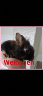 Reinrassige löwenkopfkaninchen Babys