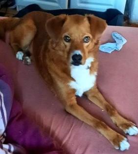 Katinka - Hübsche Katinka sucht liebevolles Zuhause
