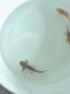 8 Juntier Axolotl zum Verkauf an