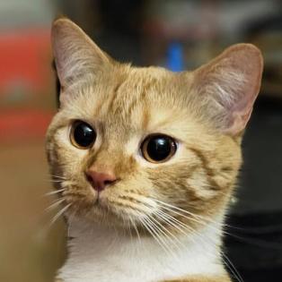 COOKY - europäische Kurzhaarkatze - 1 Jahr - Tierhilfe-Franken e. V.