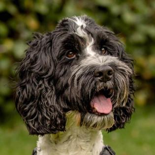 QUITO - freundlicher Cockapoo - 4 Jahre - Tierhilfe-Franken e. V.
