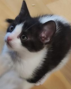Kitten weiblich ab Oktober 23 abgabebereit