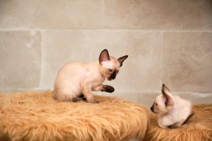 Siamkitten von unserer THAIMAHAL ENGEL in den Farben seal point und chocolate point