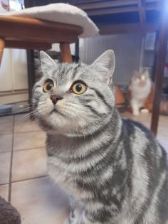Typvoller junger BKH Kater mit Ahnentafel geimpft entwurmt gechipt kastriert aus HCM PKD fre