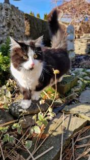 Katzenkinder und Mutter