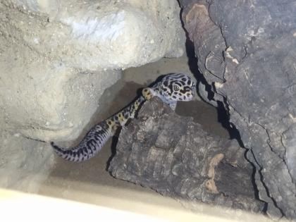 Leopardgecko Männchen Blood x Bold Bandit