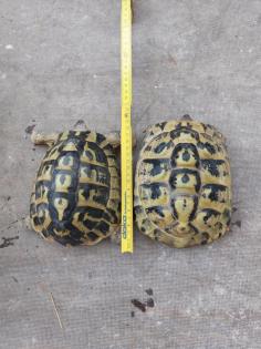 Griechisches Landschildkrötenpaar 19 u. 16 Jahre abzugeben