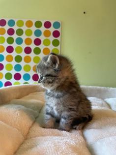 Reinrassige BKH Kitten