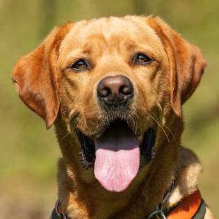 MR. SAM - Labrador- 4 Jahre - Tierhilfe-Franken e. V.