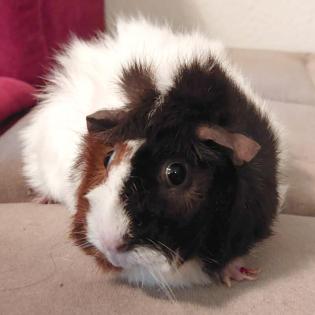 TRIXIE - Rosetten-Meerschweinchen - 5 Jahre - Tierhilfe-Franken e. V.