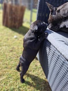 Französische Bulldogge welpen
