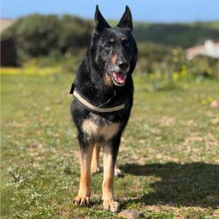 LUNA - Deutscher Schäferhund - 8 Jahre - Tierhilfe-Franken e. V.