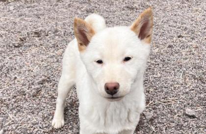Yui - Shiba Inu-Mischling - lieb verspielt