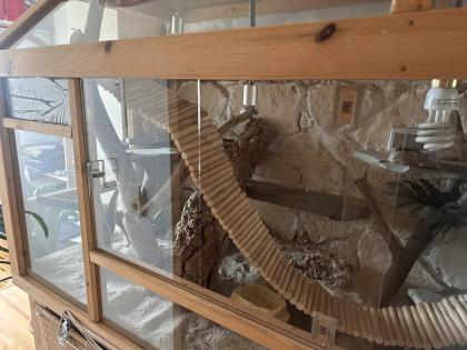 Terrarium mit viel Zubehör und 2 Bartagamen