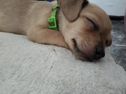 Jack-Russel -Chihuahua Mix Welpen