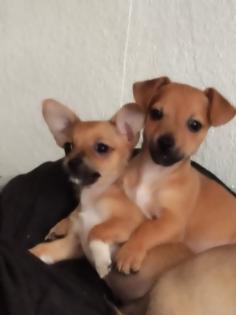 Jack-Russel -Chihuahua Mix Welpen