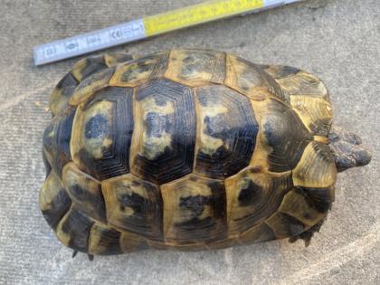 Verkaufe 2 griechische Landschildkröten männlich