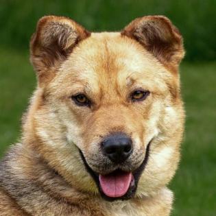 JESSYNA - fröhlicher Shar-Pei-Mix - 2 Jahre - Tierhilfe-Franken e. V.