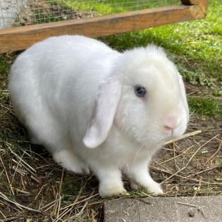 AMIGO - Zwergwidderchen - 2 Jahre 3 Monate - Tierhilfe-Franken e. V.
