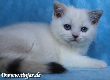 Britisch Kurzhaar Mädchen mit blauen Augen