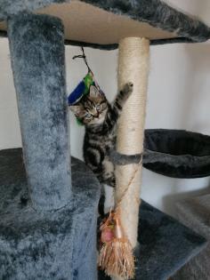 BKH Kitten suchen Dosenöffner