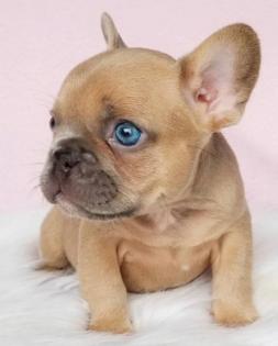 Französische Bulldoggen Welpen Blue Lilac mit Ahnentafel