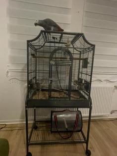 Roko der Graupapagei