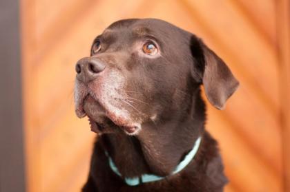 CHARLO - geistig und körperlich fitter Labrador - 11 5 Jahre - Tierhilfe-Franke