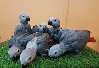 2 Graupapageien Männchen und Weibchen