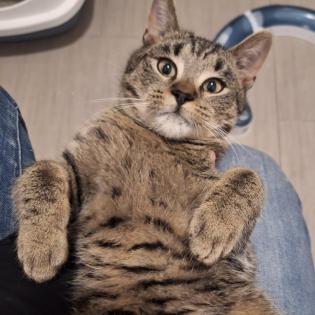 Fundkatze Gino sucht ein Zuhause