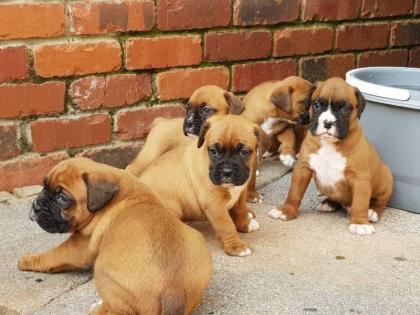 Boxerwelpen aus Hobbyzucht m. Papieren u. EU- Heimtierausweis. T W 0178 7499770