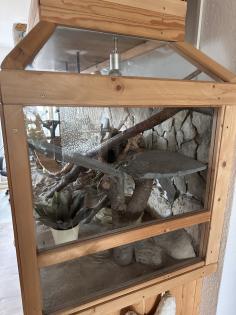 Terrarium mit viel Zubehör und 2 Bartagamen