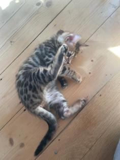 Bengalkitten suchen neues Zuhause