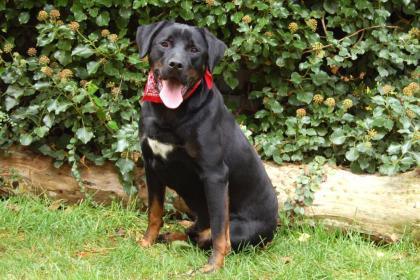 CHOPPER - Boxer-Labrador-Mix - 2 Jahre - Tierhilfe-Franken e. V.