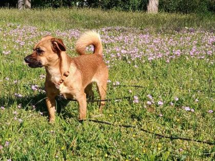 Süße kleine Hündin 5Kg sucht ein neues Zuhause
