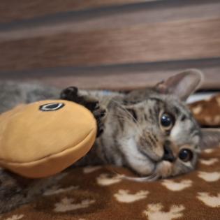 Fundkatze Gino sucht ein Zuhause