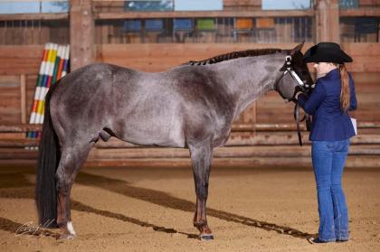 American Quarter Horse Deckhengst
