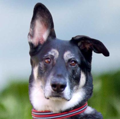 BAILEY BOY - Schäfer-Mix - 5 Jahre - Tierhilfe-Franken e. V.