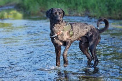KENAI - Doggen-Mix - 2 Jahre - Tierhilfe-Franken e. V.